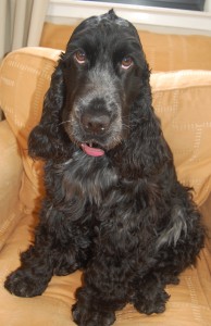 olivia Olivia, the Worlds Cutest Dog